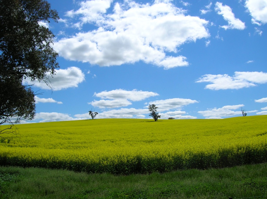 Zdjęcia: Wschodnia Australia, Wschodnia Australia, Wiosna i rzepak, AUSTRALIA Zdjęcia: Wschodnia Australia, Wschodnia Australia, Wiosna i rzepak, AUSTRALIA