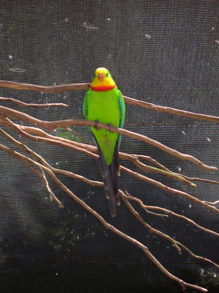 Zdjęcia: okolice Bayron Bay, Okolice Bayron Bay, Superb parrot, AUSTRALIA Zdjęcia: okolice Bayron Bay, Okolice Bayron Bay, Superb parrot, AUSTRALIA
