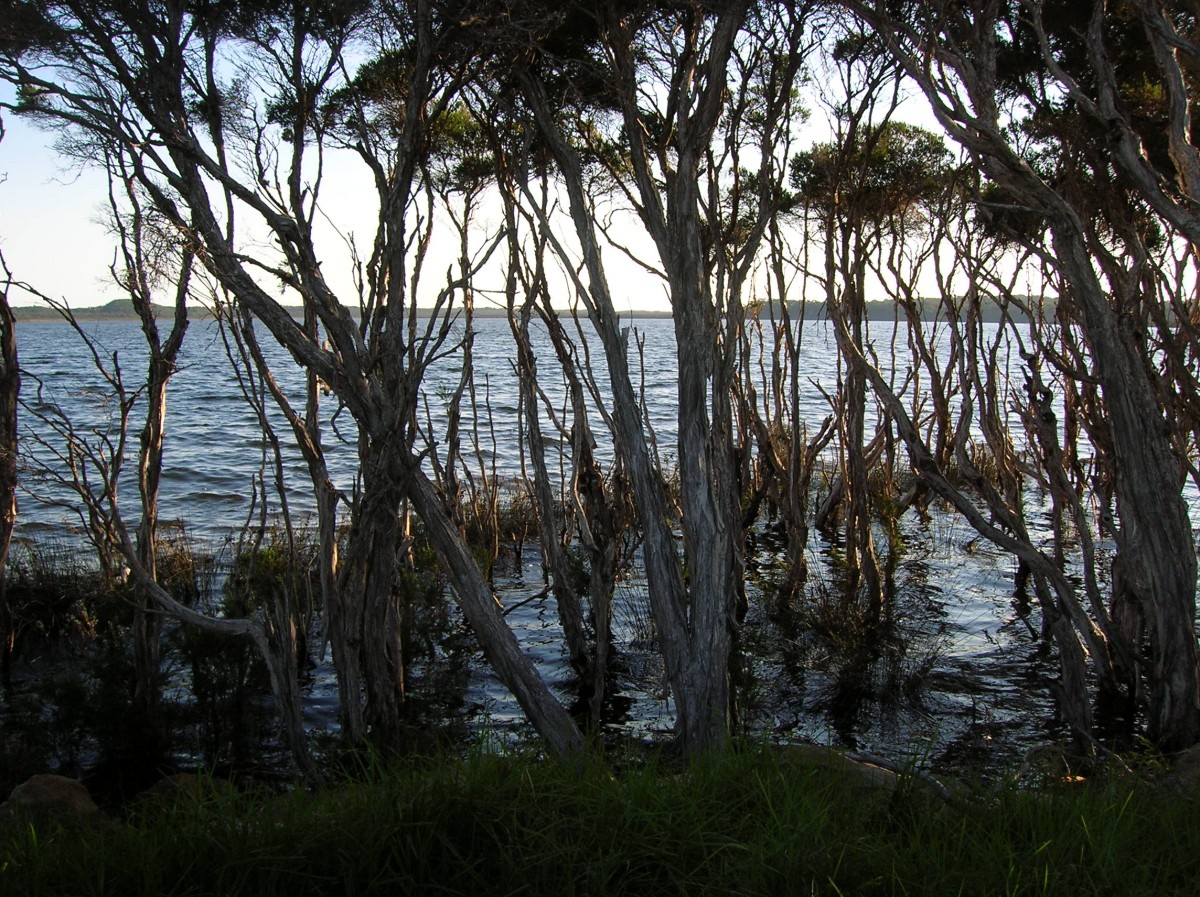 Zdjęcia: Bemm River, Victoria, Bemm River inlet, AUSTRALIA Zdjęcia: Bemm River, Victoria, Bemm River inlet, AUSTRALIA