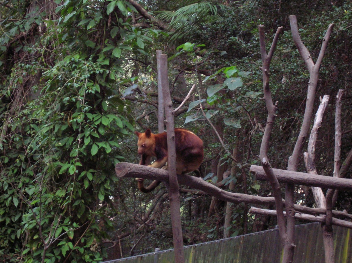 Zdjęcia: Qld, Qld, Tree kangooro, AUSTRALIA Zdjęcia: Qld, Qld, Tree kangooro, AUSTRALIA