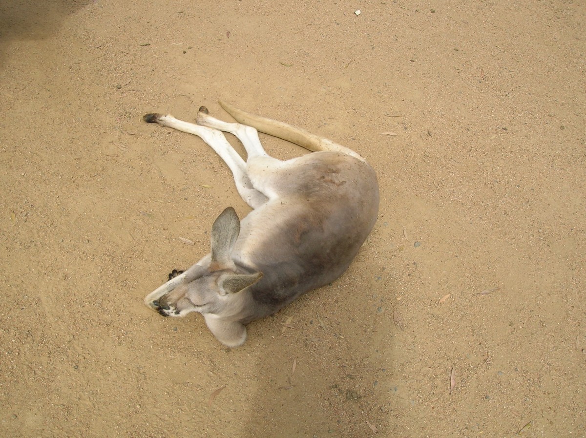 Zdjęcia: Qld, Qld, Red kangaroo, AUSTRALIA Zdjęcia: Qld, Qld, Red kangaroo, AUSTRALIA