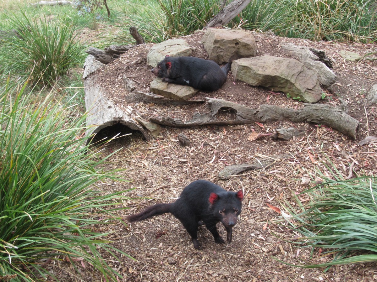 Zdjęcia: Bonorong Wildlife Sanctuary, Hobart, Diabel Tasmanski, AUSTRALIA Zdjęcia: Bonorong Wildlife Sanctuary, Hobart, Diabel Tasmanski, AUSTRALIA