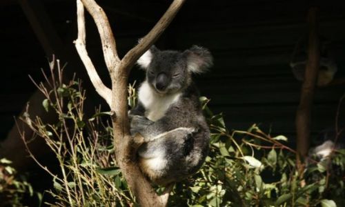 Zdjecie AUSTRALIA / Queensland / Brisbane / Koala