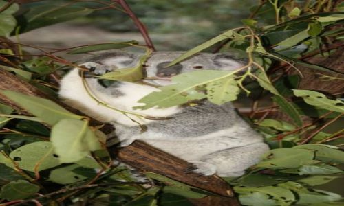Zdjęcie AUSTRALIA / Queensland / Brisbane / Koala w swoim zywiole;-)
