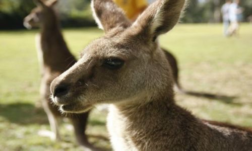 Zdjecie AUSTRALIA / Queensland / Brisbane / Lubie jak mnie fotografuja;-)