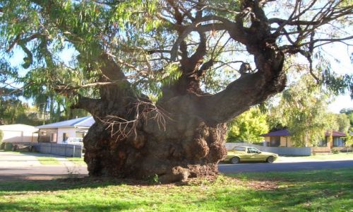 Zdjęcie AUSTRALIA / Victoria / Beechworth / Stare pieprzowe dzewo