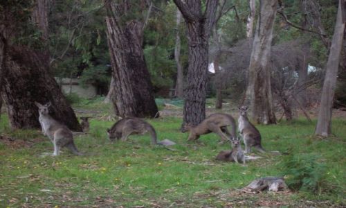 Zdjecie AUSTRALIA / Victoria / 2 godz od Melbourne / Kangury, Przy gorach Grampians