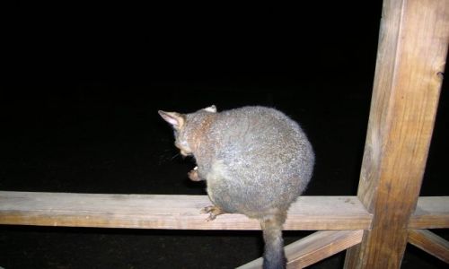 Zdjcie AUSTRALIA / Tumut, 2 godz od Canberry / Tumut--miasto / Posum