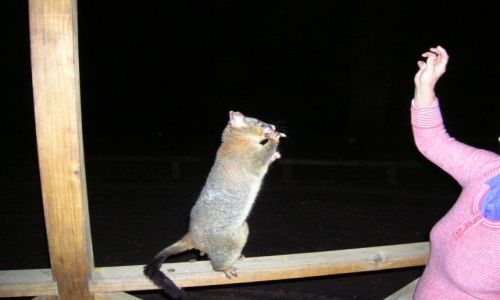 Zdjęcie AUSTRALIA / NSW--nowa pd. walia / Tumut, za miastem / possum