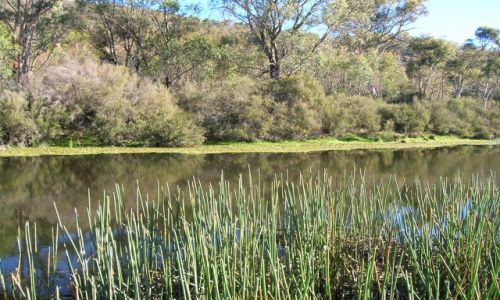 Zdjęcie AUSTRALIA / Niedaleko Canberry / U Polakow, w buszu / Nad rzeka