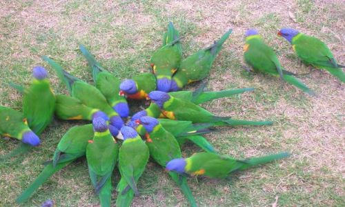 Zdjcie AUSTRALIA / Narooma, NSW / w parku / Rainbow Lorikeete--papuzki