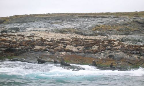 Zdjęcie AUSTRALIA / NSW -kolo Narooma nad oceanem / wyspa / Foki na Montaque island