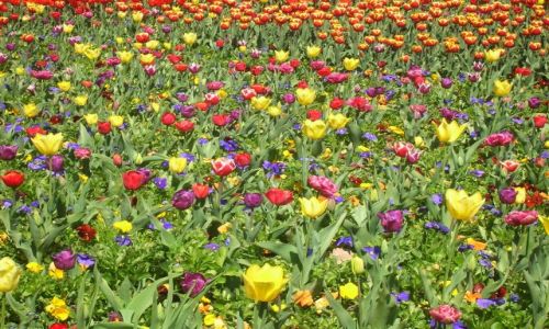 Zdjcie AUSTRALIA / Canberra / Lake Burley Griffin / Tulipany