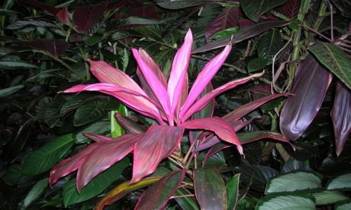 Zdjęcie AUSTRALIA / Queensland, tropiki australijskie / Cairns i okolice / Kwiat z tropikow