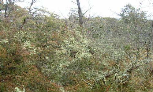 Zdjecie AUSTRALIA / NSW, niedaleko Canberry / Googong dam / Mech w buszu