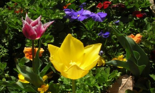Zdjecie AUSTRALIA / ACT--Australian capital territory / Park w centrum Canberry / Swieto kwiatow Floriada w Canberze