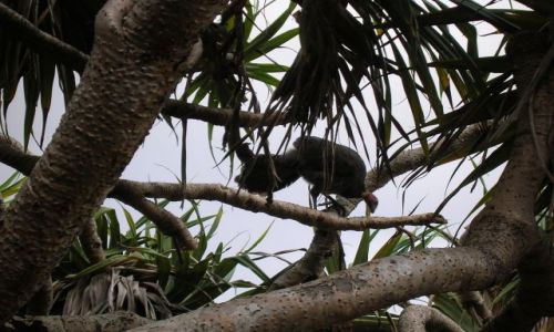 Zdjecie AUSTRALIA / Qld,  / Gold Coast / Brush-turkey