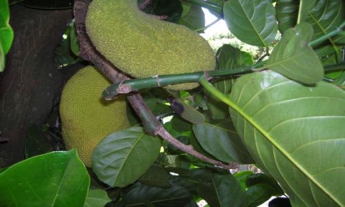 Zdjcie AUSTRALIA / Qld,  / Gold Coast / Jack fruit, tropikalny owoc