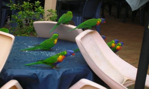 Zdjecie AUSTRALIA / Qld / okolice Gold Coast / Papugi po posilku...