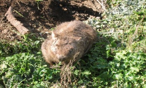 Zdjcie AUSTRALIA / Okolice Canberry, stolicy Australii / w buszu / Wombat-podziemny niedzwiadek