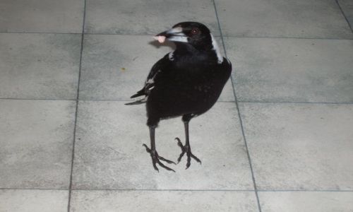 Zdjęcie AUSTRALIA / Canberra / Suberbia / Czesty gosc-Megpie