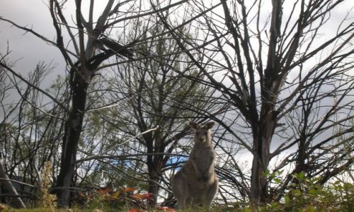 Zdjęcie AUSTRALIA / Okolice Canberry / Tidbinbila Nat. Park / Kangurek