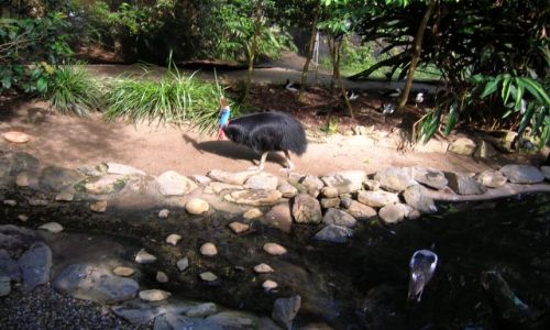 Zdjecie AUSTRALIA / Queensland / Okolice Cairns / Cassowary, duzy  nielatajacy ptak,nalezy do Strusowatych