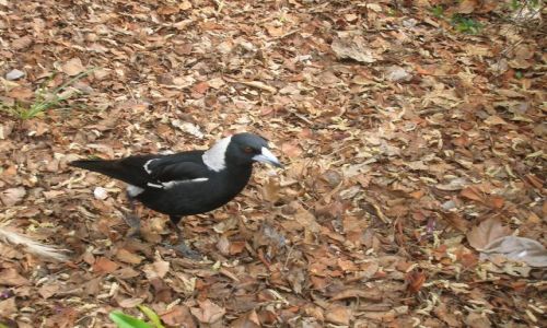 Zdjęcie AUSTRALIA / ACT / Canberra park / Magpie, australijski ptak