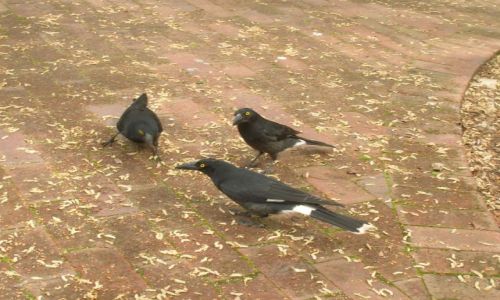 Zdjęcie AUSTRALIA / ACT / Canberra parks / Currawongs poszukujace jedzenia