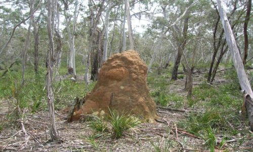 Zdjęcie AUSTRALIA / NSW / W okolicach Captain Flat / Kopce termitow