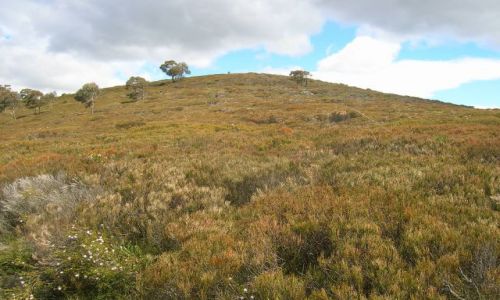 Zdjęcie AUSTRALIA / NSW / W okolicach Captain Flat / Heath, wzgorze porosniete pol-metrowa roslinnoscia