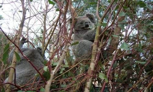Zdjecie AUSTRALIA / Ganadah--w glebi ladu, NSW / Ganadah / Misie koala