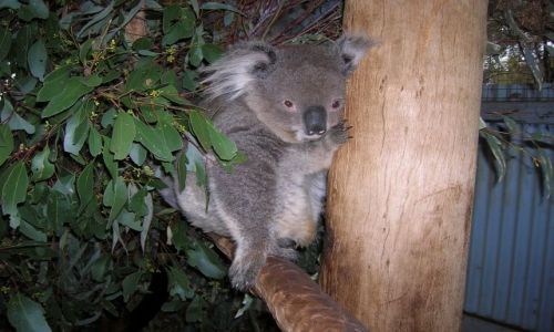 Zdjecie AUSTRALIA / Ganadah--w glebi ladu, NSW / Ganadah / Przytulam sie do drzewa
