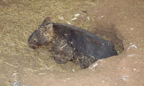 Zdjecie AUSTRALIA / NSW / Ganadah / Wombat--podziemny niedzwiadek