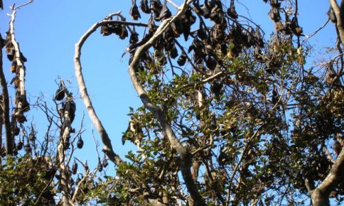 Zdjecie AUSTRALIA / NSW / Port Macquarie / Flying-foxes, -duze nietoperze