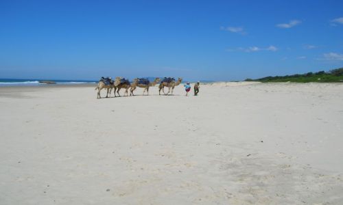 Zdjcie AUSTRALIA / NSW / Port Macquarie / Karawana