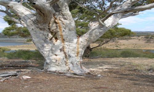 Zdjecie AUSTRALIA / NSW / Okolice Canberry / Biale drzewo