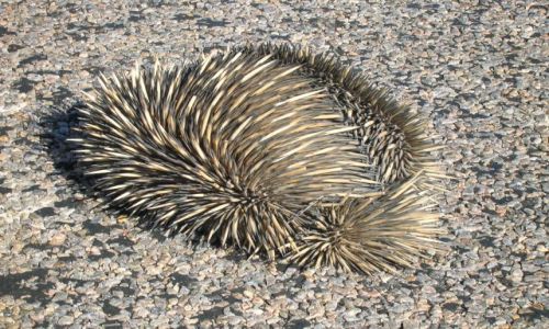 Zdjecie AUSTRALIA / W.A. / Kalbari / Echidna-znosi jajka, karmi mlekiem