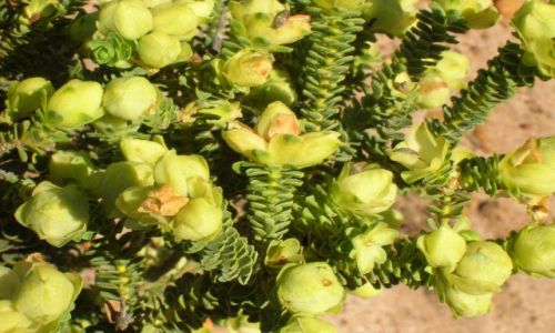 Zdjcie AUSTRALIA / W.A.--Western Australia / Okolice Kalbarii / Wild flowers--Zach. Australia