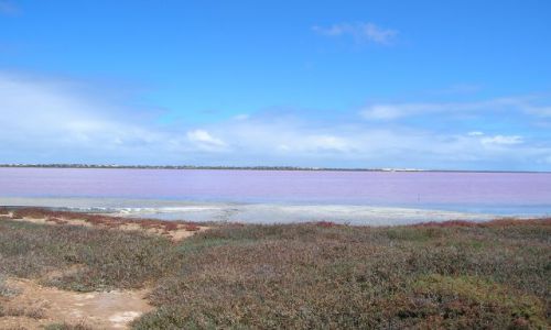 Zdjecie AUSTRALIA / W.A.--zach. Australia / Okolice Kalbarii / Rozowe jezioro