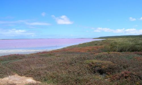Zdjcie AUSTRALIA / W.A. / Okolice Kalbarii / Na rozowo