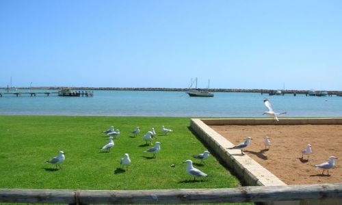 Zdjcie AUSTRALIA / W.A. / Okolice Geraldton, na polnoc od Perth / Wakacje z mewami