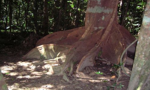 Zdjcie AUSTRALIA / Qld / Polnoc , okolice Cairns / Korzen w tropiku