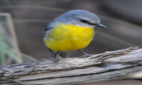 Zdjecie AUSTRALIA / Wsch. Australia / Orange, 300 km od Canberry / Yellow Robin