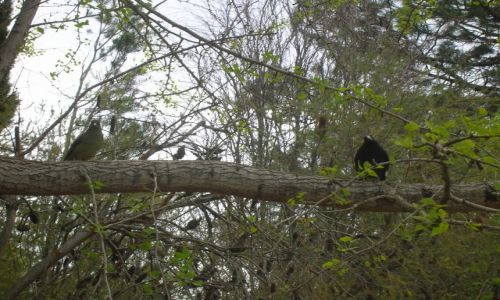 Zdjecie AUSTRALIA / Wsch. Australia / Canberra / Satin Bower Bird