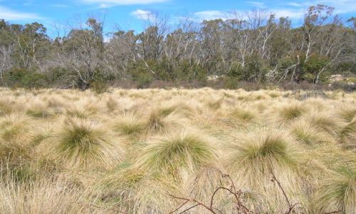Zdjecie AUSTRALIA / ACT / Namadgi Nat. park / Tussack grass--gorska trawa