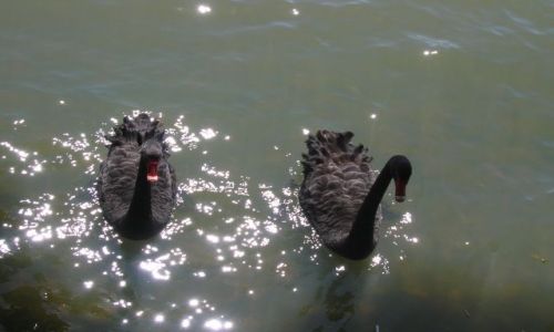 Zdjecie AUSTRALIA / ACT / Canberra -Lake Ginnindera / Czarne labedzie