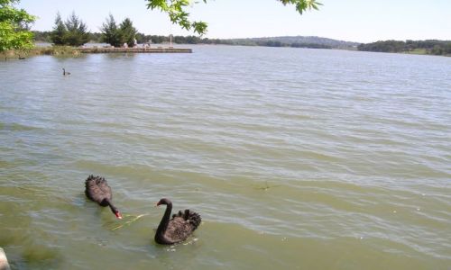 Zdjcie AUSTRALIA / ACT / Canberra -Lake Ginnindera / Jezioro canberskie z czarnymi labedziami