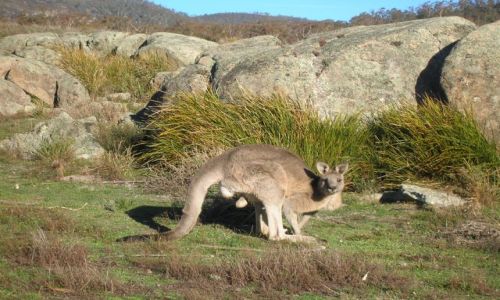 Zdjcie AUSTRALIA / ACT / Namadgi nat. park / Duzy samiec--pozuje do zdjecia