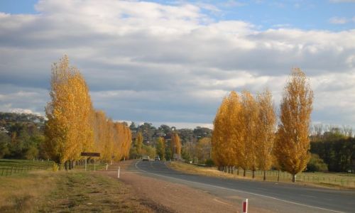 Zdjcie AUSTRALIA / NSW / Tumut / Jesien-kolorowe liscie niesie